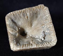 Goniophyllum pyramidale (HISINGER 1831) - Bild © FossNet FossilienStore